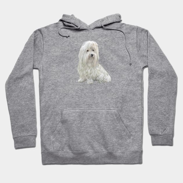 Coton de Tulear - just the dog Hoodie by Dogs Galore and More